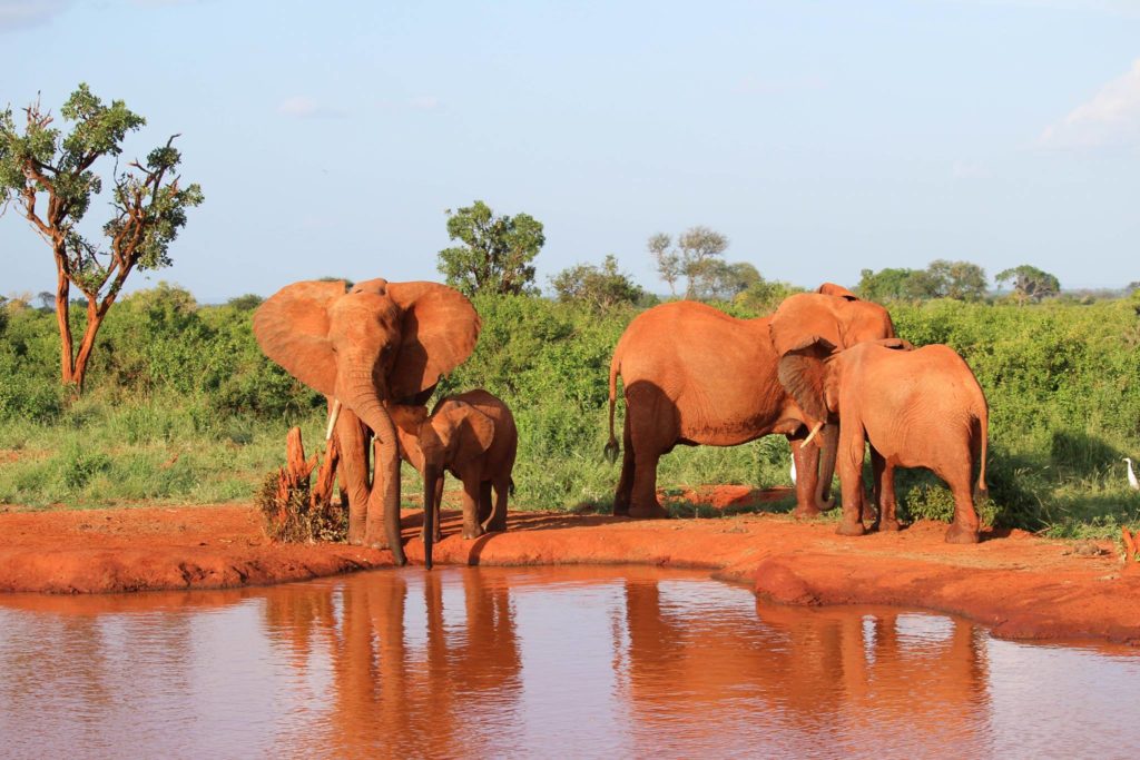 safari-elephants