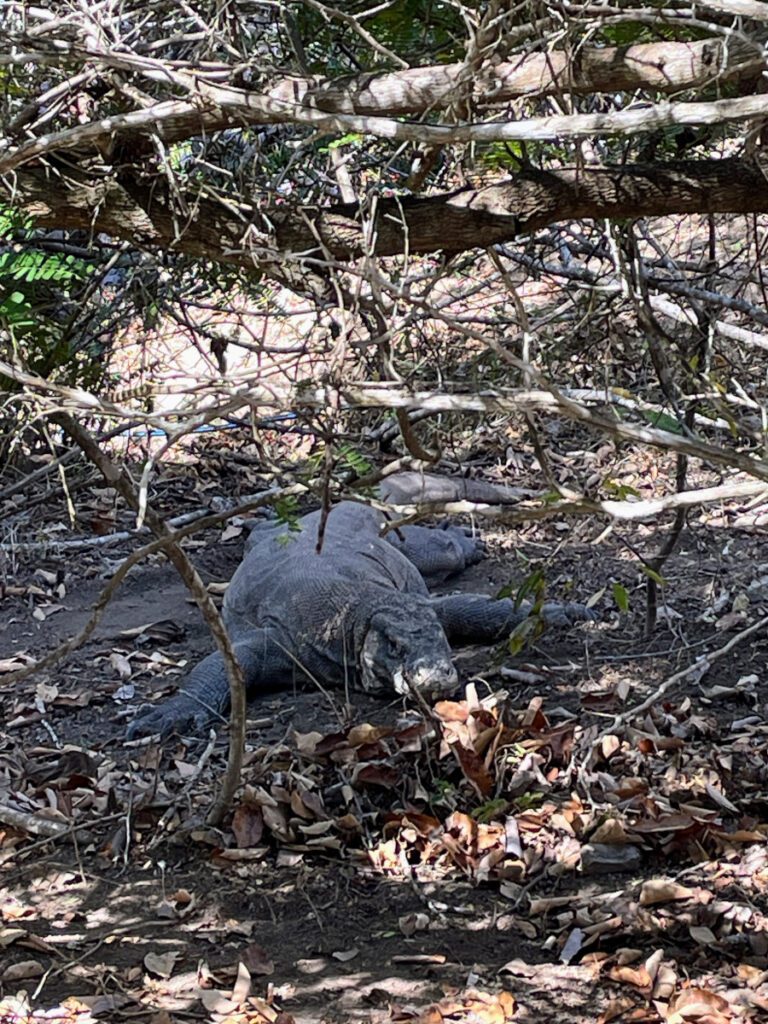 drago di komodo