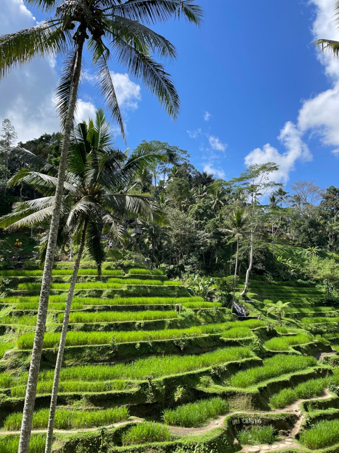 bali cosa vedere tegalalang
