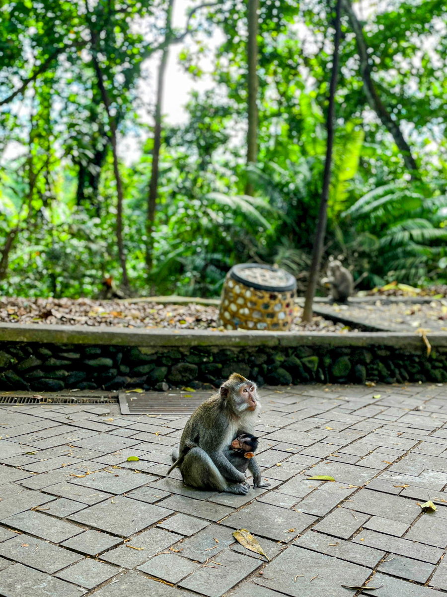 foresta scimmie ubud bali