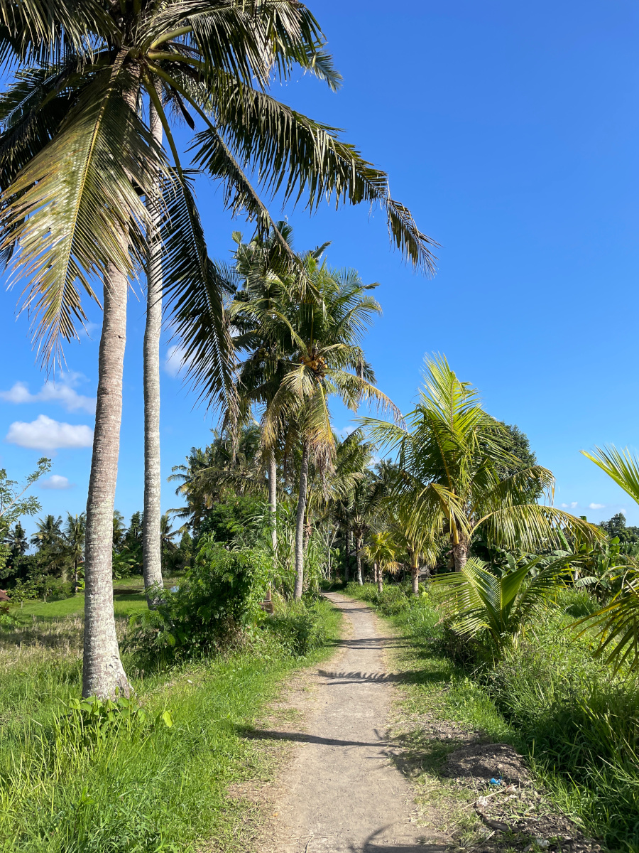 cosa vedere a ubud