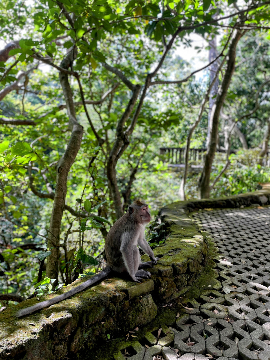 ubud monkey forest