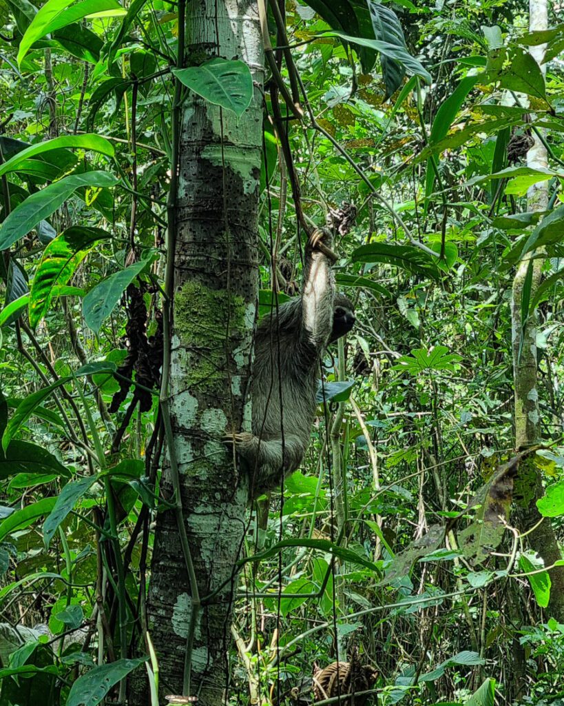 bradipo in amazzonia