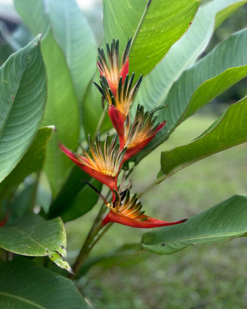 fiore amazzonia colombiana
