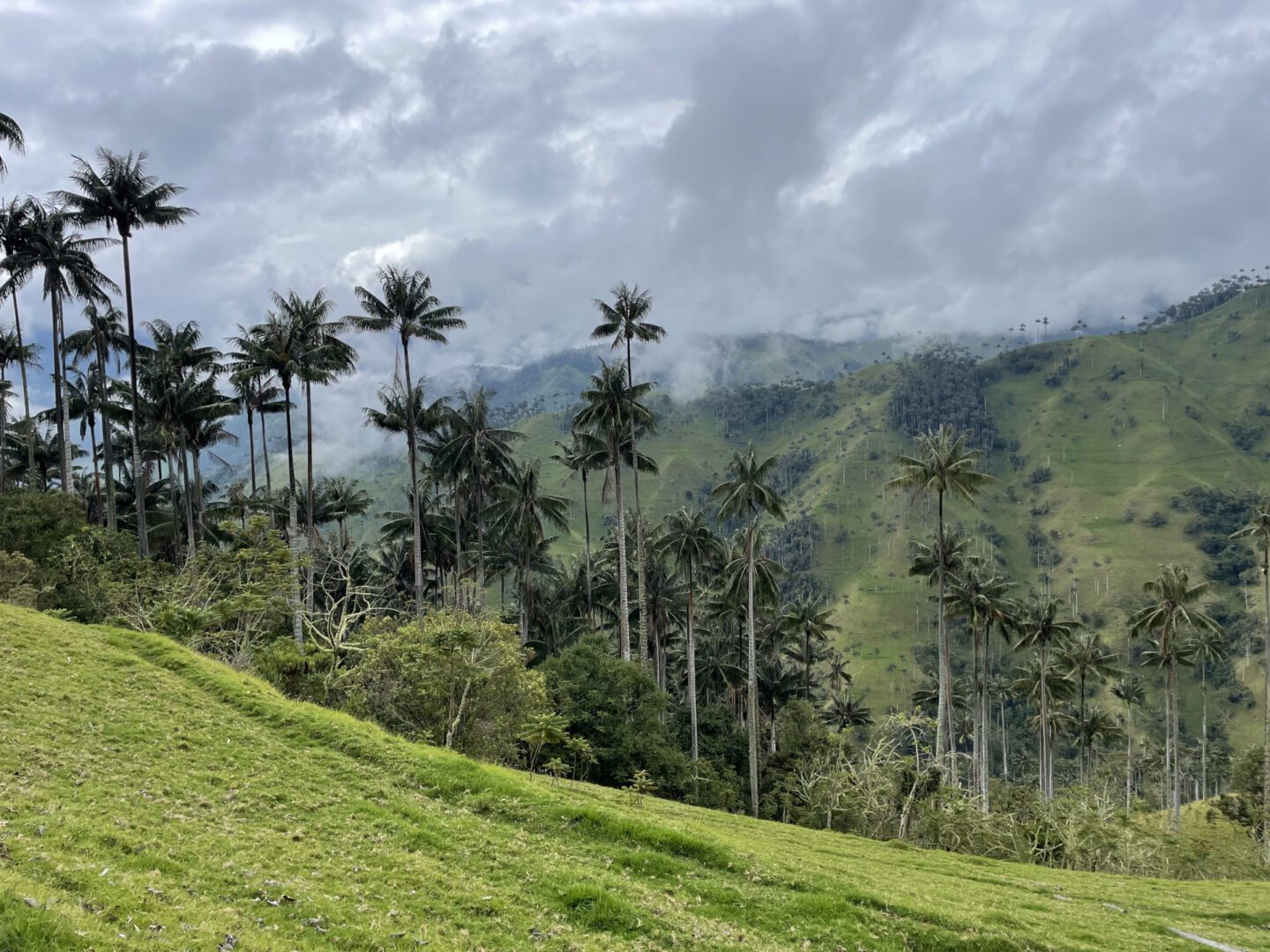 Visitare l'Eje Cafetero e Salento in Colombia: cosa vedere