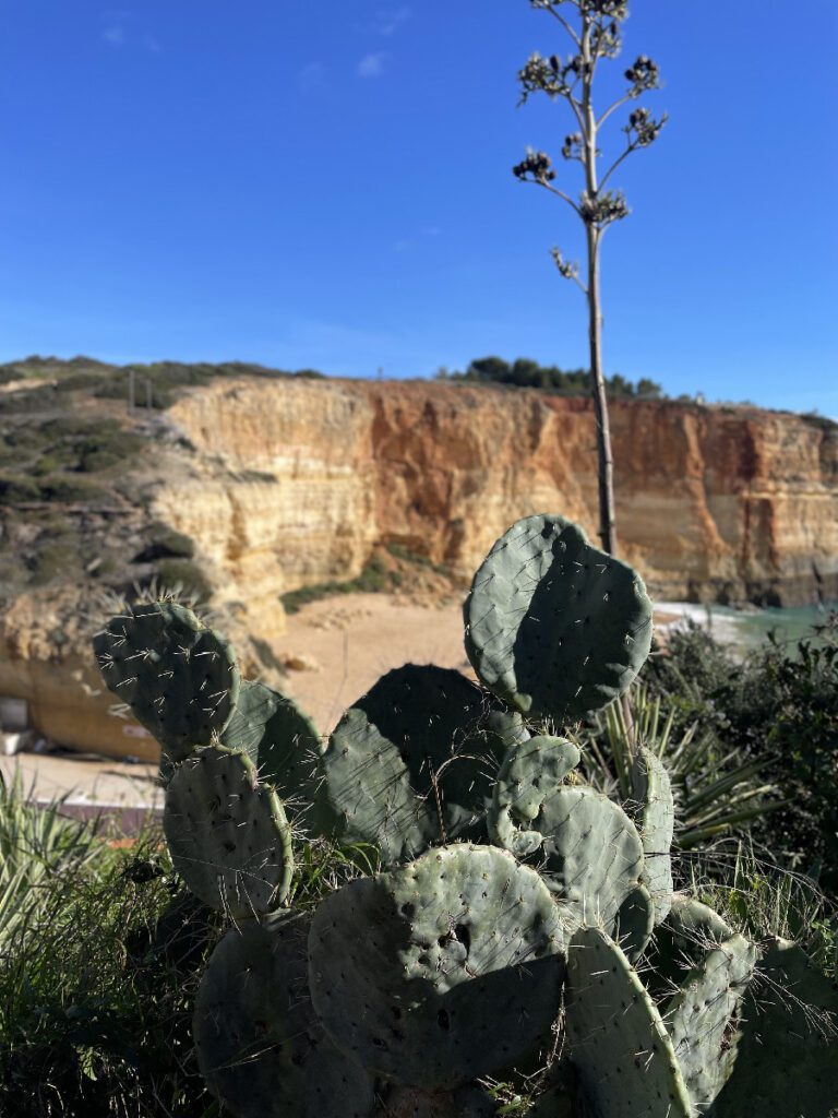 vegetazione a benagil in algarve