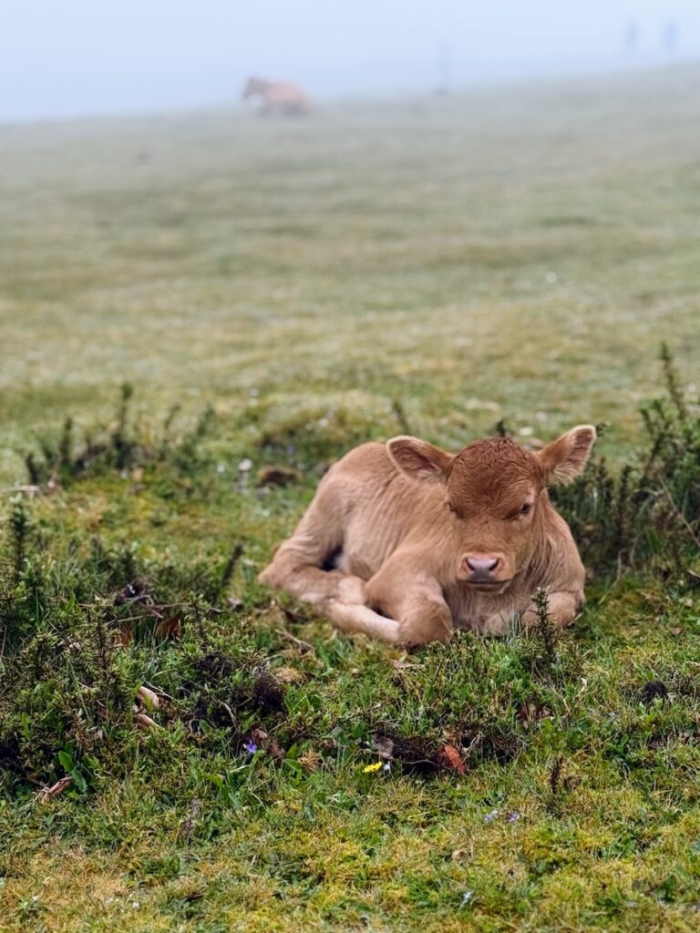 mucca foresta fanal madeira