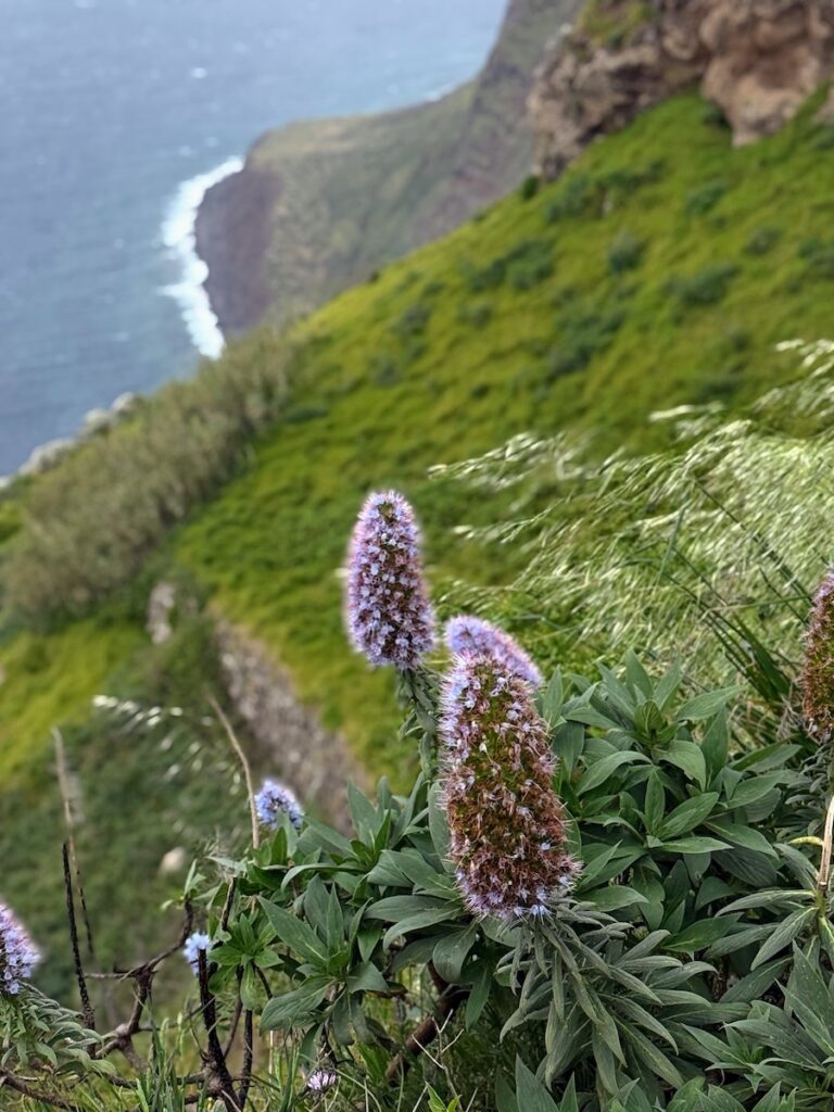 fiori tipici al Miradouro da Garganta Funda